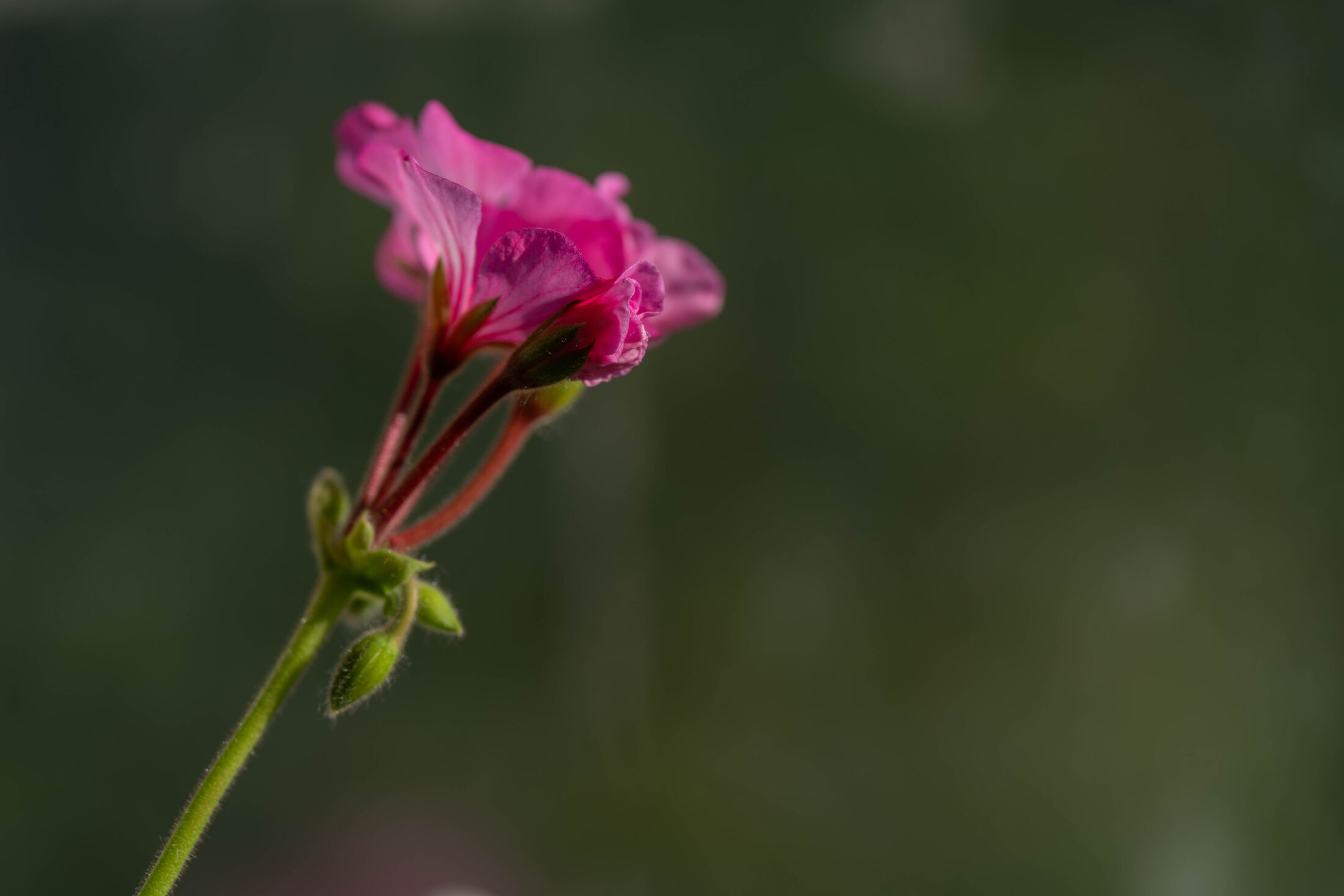 A pink geranium leaning into frame on a long stem, soft dark green garden behind it.