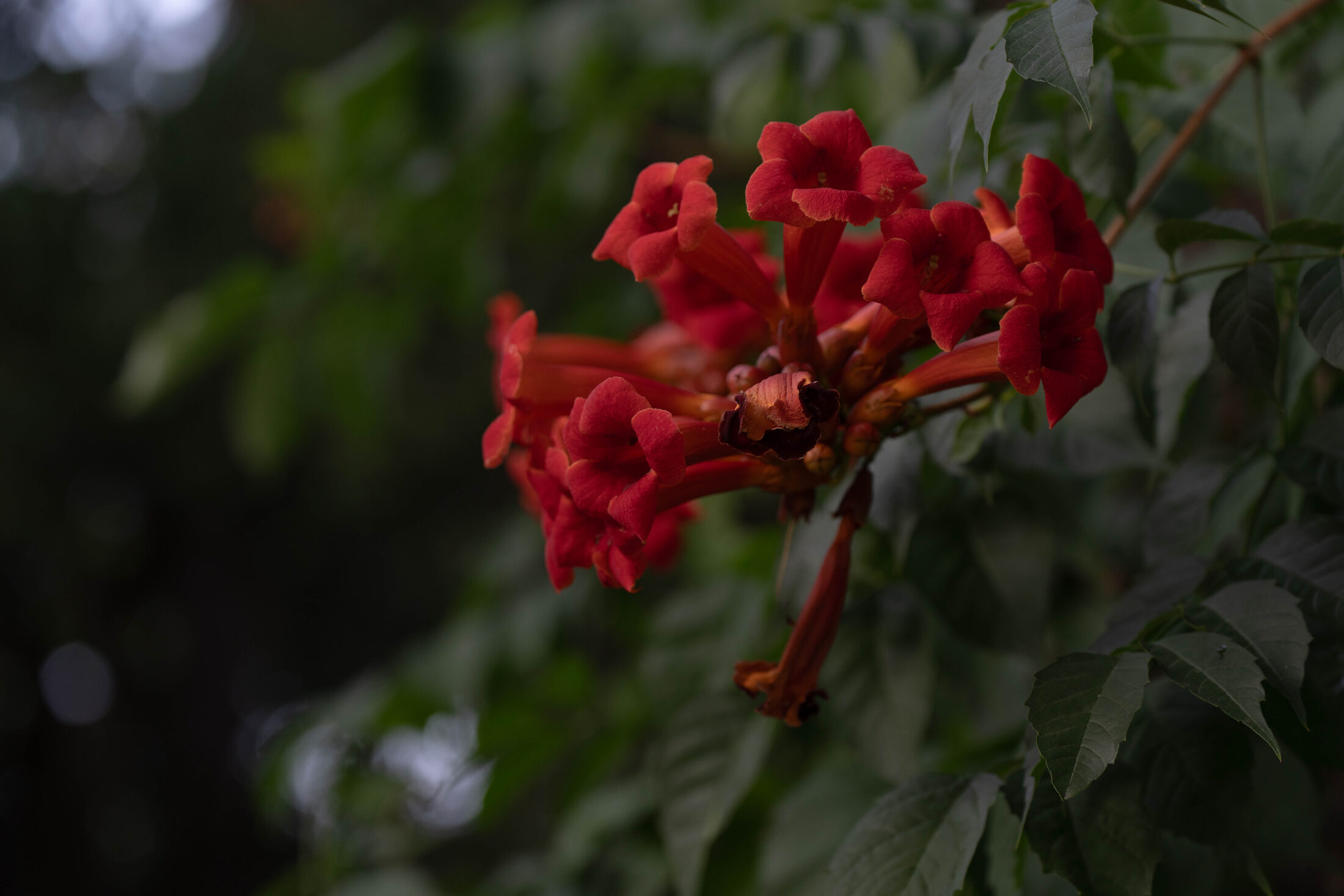 A cluster of red trumpet-vine flowers hanging among green leaves in evening shade.