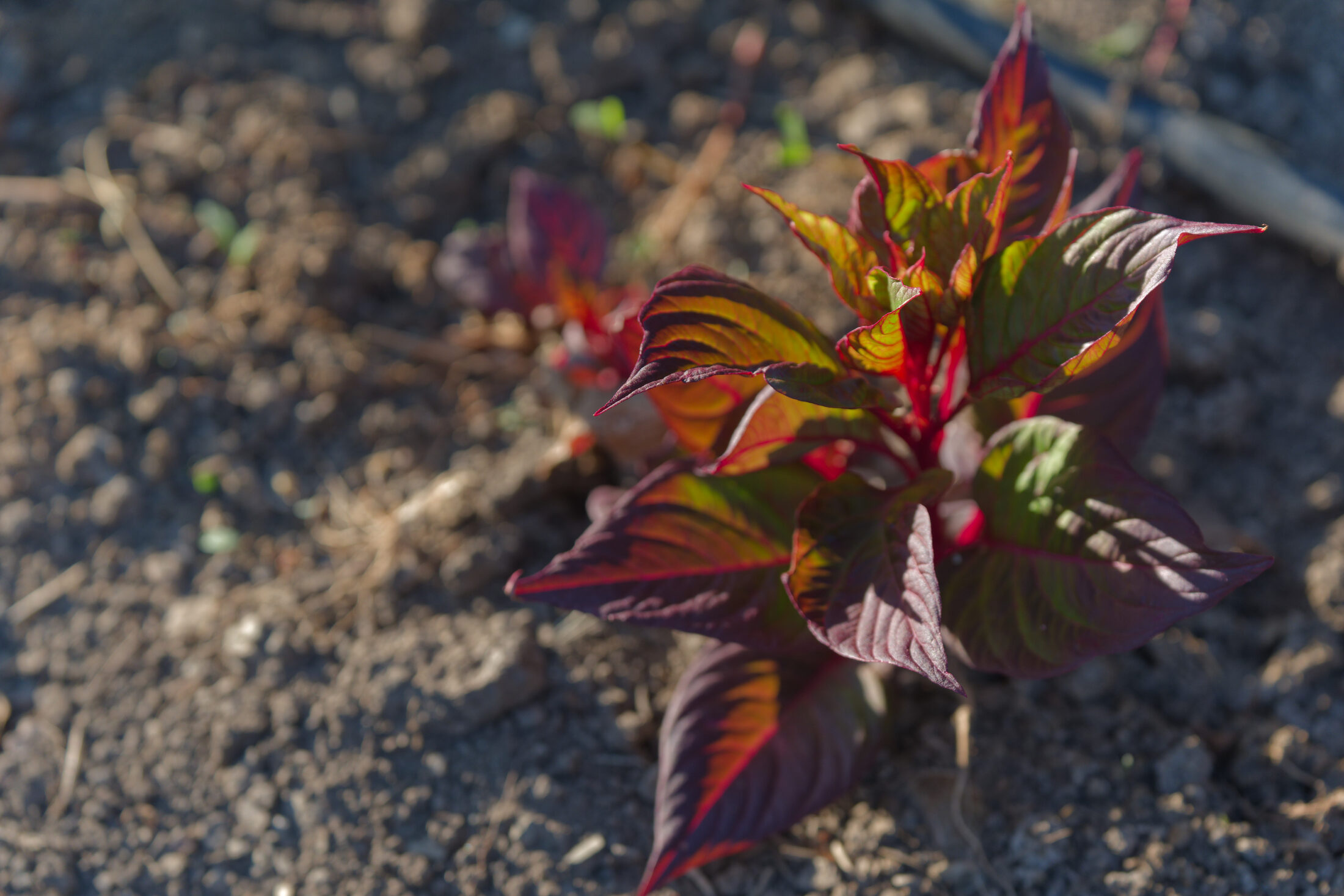 A young red-and-green seedling lit low across bare soil.