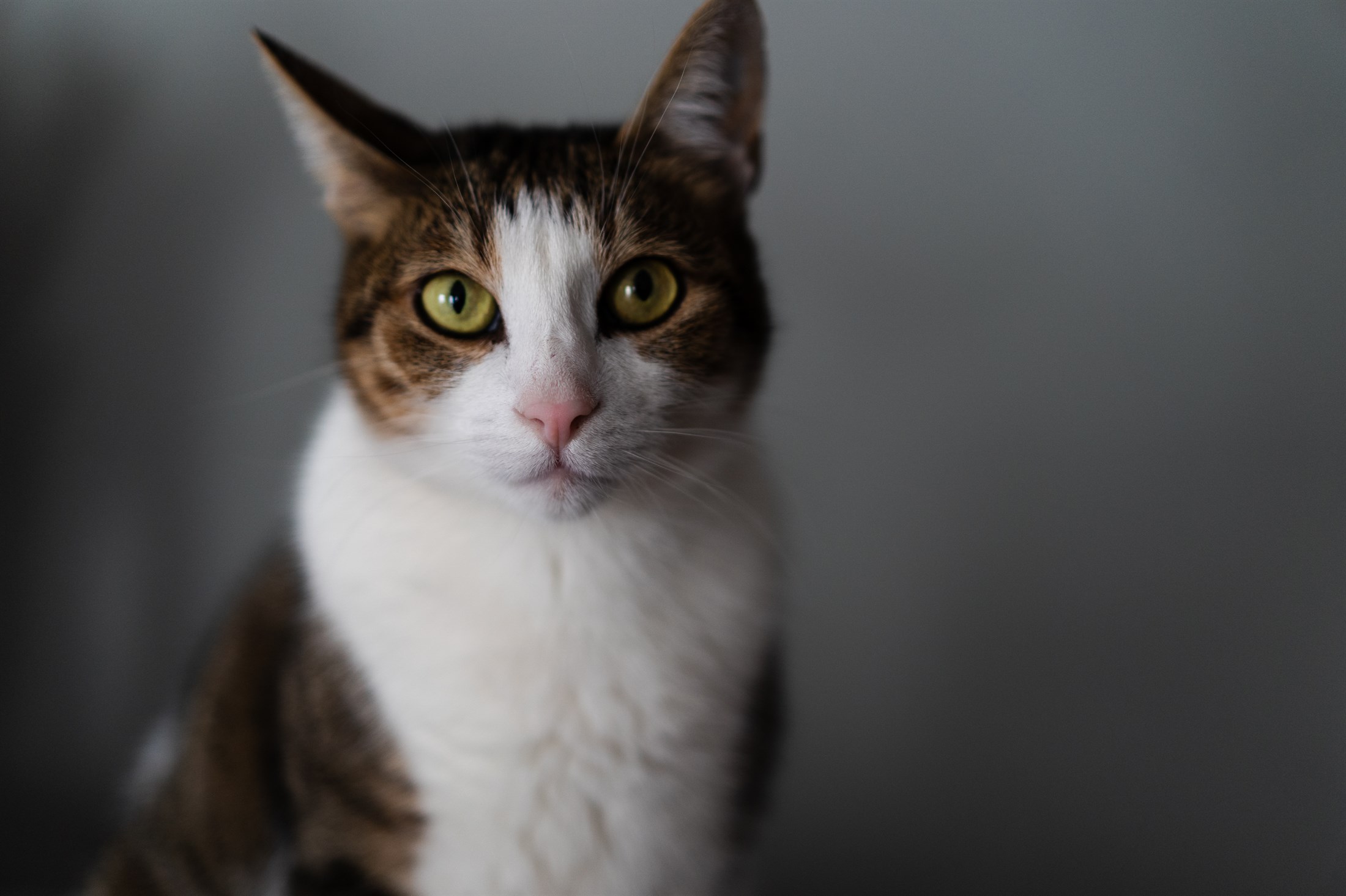 A tabby and white cat sitting upright against a plain grey wall, looking straight into the lens.